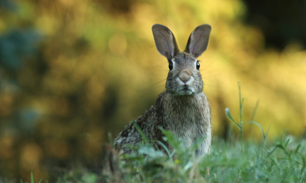 Tout Savoir Sur Le Lapin Extra Nain